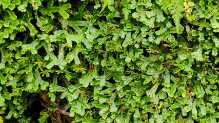 Obraz premium A close-up view of lush green moss or liverwort plants growing densely in a tropical forest environment.