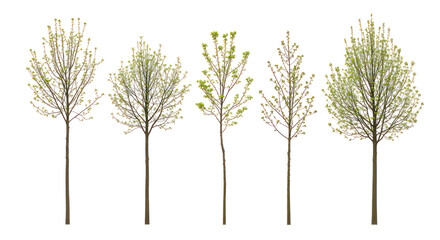 Obraz premium Young spring trees with fresh green buds on transparent background