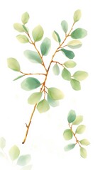 Obraz premium Eucalyptus