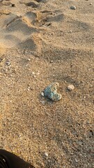 Close-up view of a textured rock resting on a sandy beach, showcasing natural patterns