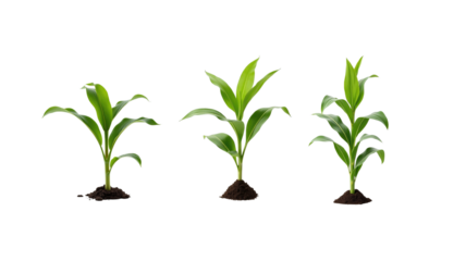 Young corn plant seedlings on transparent background png