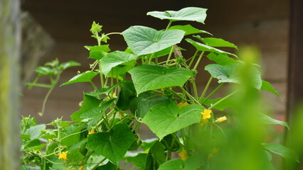 Cucumber Plant with Green Leaves and Yellow Flowers in a Garden