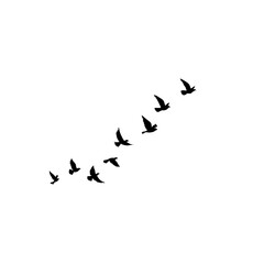 "A vector set of flying bird silhouettes on a clean white background. Ideal for tattoos, nature-themed artwork, or minimalist design, capturing the grace and freedom of wild birds in motion."