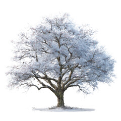 Fototapeta premium Detailed Winter Tree with Snow on Transparent Background