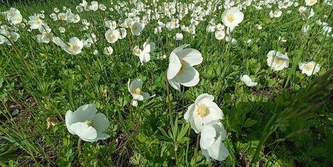 Carpet of White Anemone Flowers Blooming in a Lush Green Meadow on a Sunny Spring Day