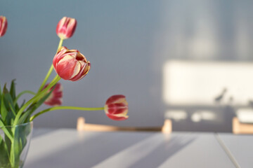 Sunlit pink tulips in a minimalist glass vase on a white table with soft shadows.