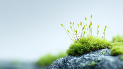 Growing Moss, Green Plants, Stone Texture, Nature, Close-up