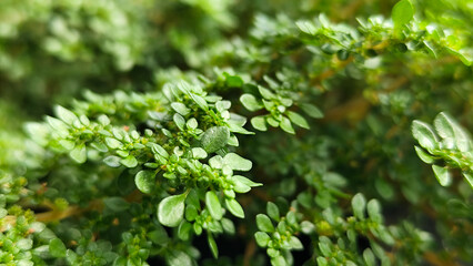 Pilea microphylla, also known as Katumpangan or Artillery plant.  The dense and lush texture of small green leaves creates an interesting natural pattern, with a natural blurred background.