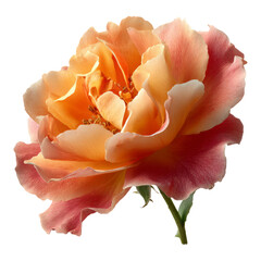 Beautiful Rose Flower with Soft Orange and Pink Petals Isolated