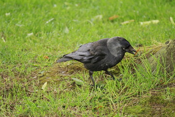 Majestic Black Jackdaw on Green Grass – Close-Up of Wild Bird with Striking Blue Eyes in Natural Habitat, Wildlife Photography, Nature Background, European Crow Species, Forest Park Setting