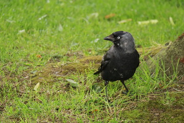 Majestic Black Jackdaw on Green Grass – Close-Up of Wild Bird with Striking Blue Eyes in Natural Habitat, Wildlife Photography, Nature Background, European Crow Species, Forest Park Setting