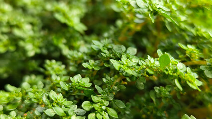 Pilea microphylla, also known as Katumpangan or Artillery plant.  The dense and lush texture of...