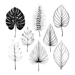 Black and White Botanical Leaf Illustrations on Transparent Background