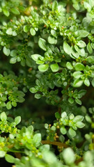 Pilea microphylla, also known as Katumpangan or Artillery plant.  The dense and lush texture of small green leaves creates an interesting natural pattern, with a natural blurred background.