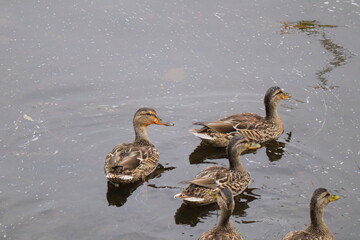 Group of Wild Mallard Ducks Swimming Gracefully in Calm River Water – Peaceful Nature Scene with Reflections, Wildlife Habitat, Autumn Day Serenity – Perfect for Nature and Wildlife Themes