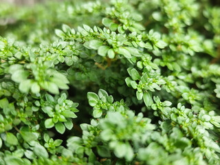 Pilea microphylla, also known as Katumpangan or Artillery plant.  The dense and lush texture of small green leaves creates an interesting natural pattern, with a natural blurred background.