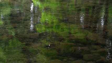 Akita,Japan - July 15, 2025: flow of Mototaki river originated from Mototaki Underground Water 