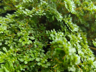 Pilea microphylla, also known as Katumpangan or Artillery plant.  The dense and lush texture of small green leaves creates an interesting natural pattern, with a natural blurred background.