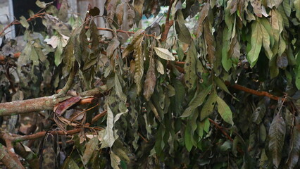 Withered Tree Leaves Showing Signs of Disease and Decay