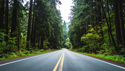 highway surrounded by towering redwood trees in Redwood National and State Parks, California. Peaceful empty road stretches into the lush green forest. Nature travel concept, no vehicles visible