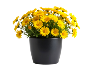  Minimalist Black Flower Pot with Yellow Daisies Isolated on Transparent Background PNG
