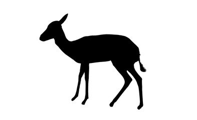 deer silhouette isolated on white