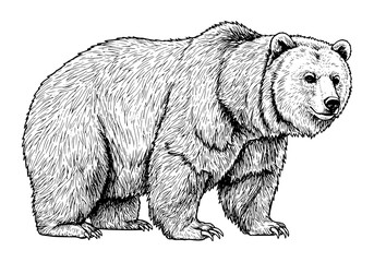 Detailed sketch of a powerful grizzly bear standing majestically, ideal for wildlife projects, educational materials, or nature-themed designs.
