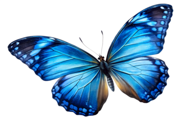 Vibrant Blue Butterfly Wing on Transparent Background