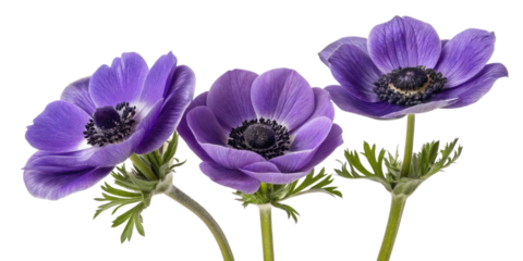 Beautiful anemone flowers bloom in vibrant purple hues showcasing delicate petals and intricate details that captivate eye