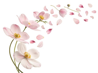 Fototapeta premium Delicate anemone flowers gracefully release their soft petals creating serene and enchanting atmosphere in nature beauty