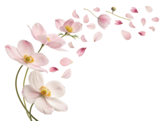 Delicate anemone flowers gracefully release their soft petals creating serene and enchanting atmosphere in nature beauty