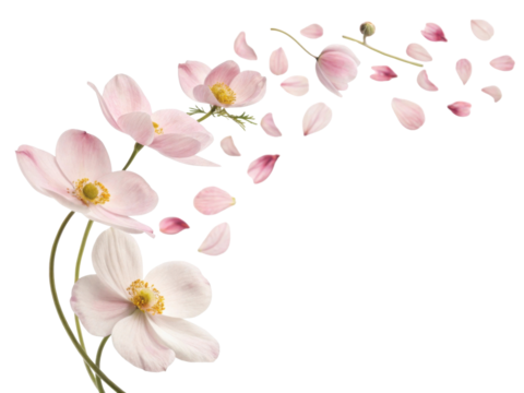 Delicate anemone flowers gracefully release their soft petals creating serene and enchanting atmosphere in nature beauty