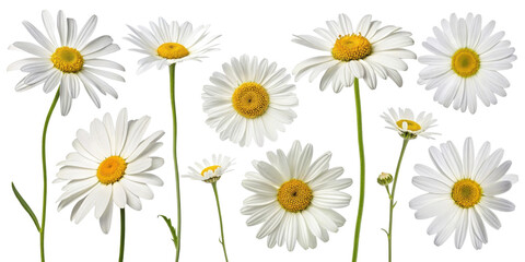 Fototapeta premium Bright and cheerful daisy flowers bloom gracefully in beautiful arrangement showcasing their vibrant white petals and sunny yellow centers