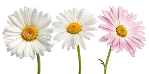Daisies bloom in vibrant colors showcasing their beauty and charm, perfect for brightening any space