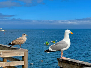 Close-Up of Seagulls Resting on Monterey Wharf Railing with Pacific Ocean in Background, with Tourists Kayaking.