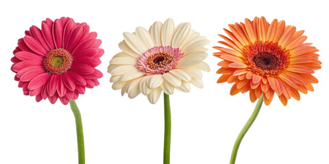 Bright gerbera daisies in pink, white, and orange showcase vibrant colors and delicate petals, perfect for adding cheer to any setting