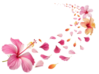 Hibiscus flowers vibrant pink and orange hues create stunning visual display with petals gracefully falling, evoking sense of beauty