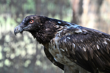 Bearded vulture young portrait