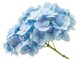 Beautiful blue hydrangea blooms create serene and calming atmosphere perfect for any garden or floral arrangement