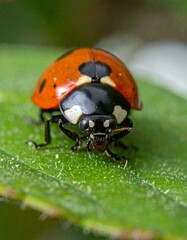 Fototapeta premium ladybug on leaf