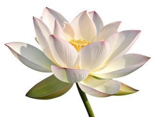 Beautiful lotus flower blooms gracefully, showcasing its delicate petals and vibrant colors, symbolizing purity and tranquility