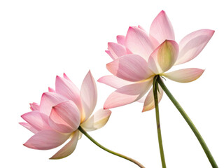 Beautiful lotus flowers bloom gracefully, showcasing delicate petals and vibrant colors that evoke sense of tranquility and peace