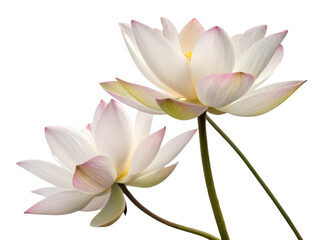 Beautiful lotus flowers bloom gracefully, showcasing delicate petals and vibrant colors that evoke sense of tranquility and peace