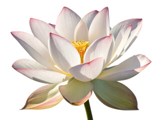 Beautiful lotus flower blooms gracefully with delicate petals showcasing soft pink edges and vibrant yellow center, symbolizing purity