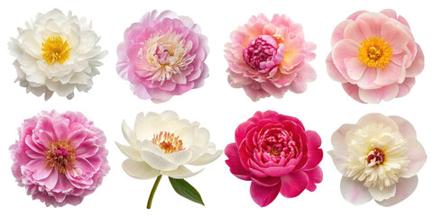Beautiful peony flowers in various colors showcase their delicate petals and vibrant hues, creating stunning floral display