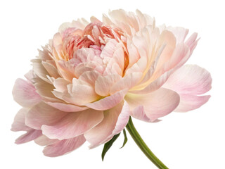 Beautiful peony flower showcases delicate petals in soft pink hues, radiating elegance and charm in any setting