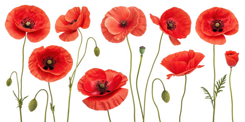 Fototapeta premium Vibrant poppy flowers bloom in stunning display showcasing their delicate petals and rich colors, creating captivating natural scene