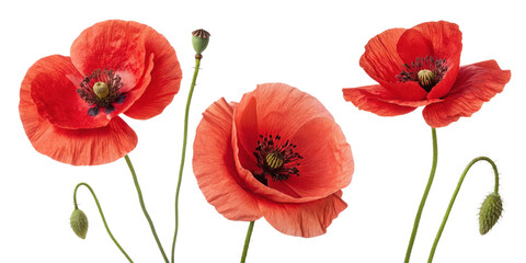Obraz premium Vibrant poppy flowers bloom gracefully, showcasing their delicate petals and intricate details, creating stunning visual display