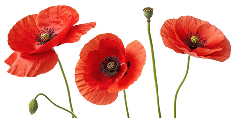 Obraz premium Vibrant poppy flowers bloom in stunning red hues showcasing their delicate petals and intricate details, creating captivating natural display