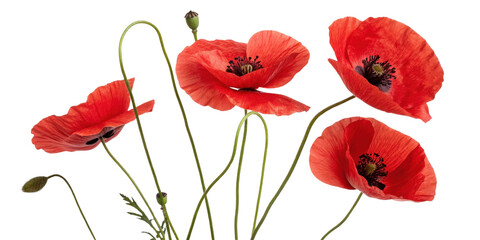 Fototapeta premium Vibrant poppy flowers bloom gracefully, showcasing their stunning red petals and delicate green stems, creating captivating natural display